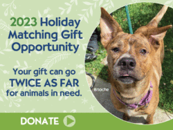 Lightbox popup with 2023 Holiday Gifting Campaign.